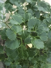 Polyscias scutellaria