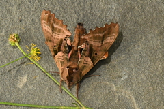 Paonias excaecata