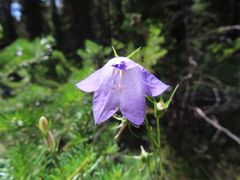 Campanula rotundifolia