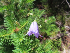 Campanula rotundifolia