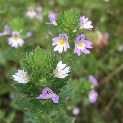 Euphrasia frigida
