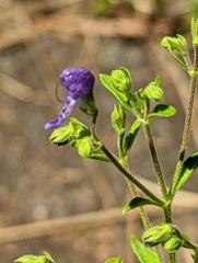 Trichostema dichotomum