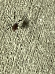 Hadrobunus maculosus