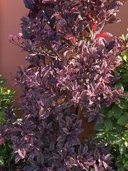Azadirachta indica