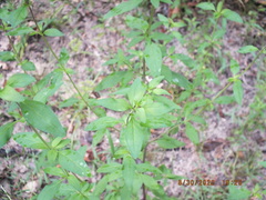 Trichostema dichotomum