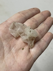 Tremella fuciformis