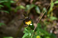 Xylocopa tranquebarorum