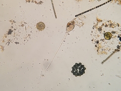 Collotheca