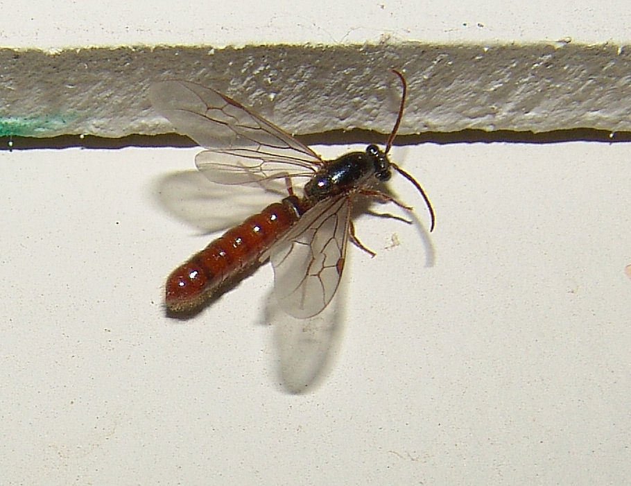 Harris' Legionary Ant