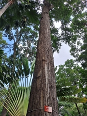Hopea odorata