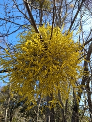 Misodendrum angulatum