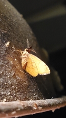 Mellilla xanthometata