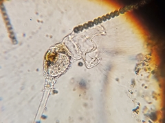 Collotheca