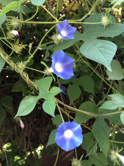 Ipomoea hederacea