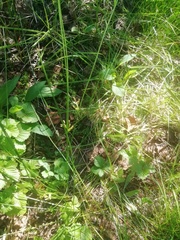 Juncus filiformis