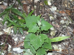 Mikania cordifolia