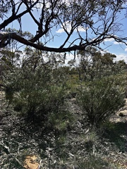 Leptospermum coriaceum