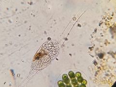 Collotheca