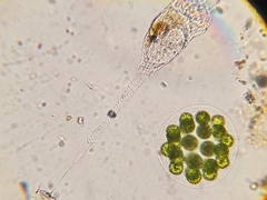 Collotheca