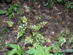 Bidens bipinnata