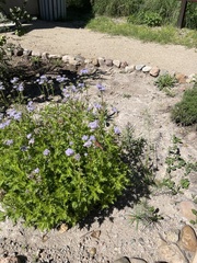 Conoclinium dissectum