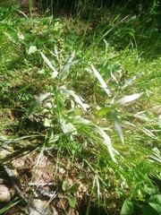 Omalotheca norvegica