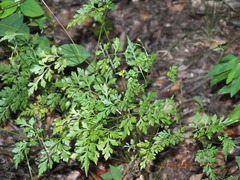 Bidens bipinnata