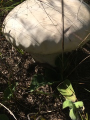 Calvatia