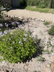 Conoclinium dissectum