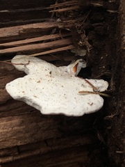 Fuscopostia fragilis