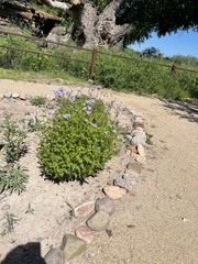 Conoclinium dissectum