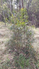 Acacia maidenii