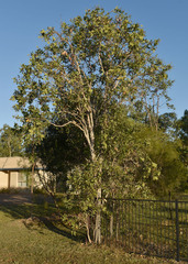 Melaleuca viridiflora