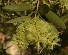 Melaleuca viridiflora