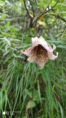 Lilium bakerianum