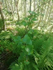 Betula pubescens