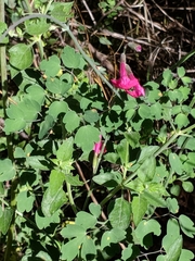 Salvia lemmonii