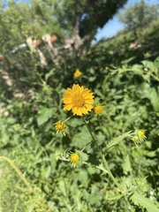 Verbesina encelioides