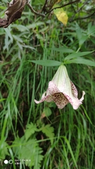 Lilium bakerianum