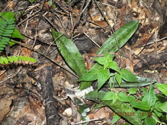 Eulophia maculata