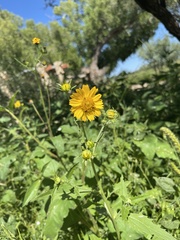 Verbesina encelioides