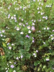 Euphrasia frigida