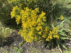 Solidago ohioensis