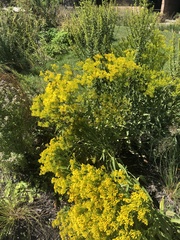 Solidago ohioensis