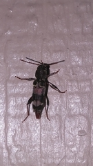 Xylotrechus colonus