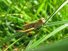 Omocestus viridulus