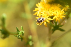 Bagrada hilaris
