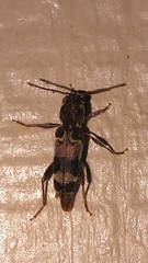 Xylotrechus colonus