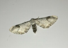 Eupithecia centaureata