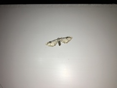 Eupithecia centaureata